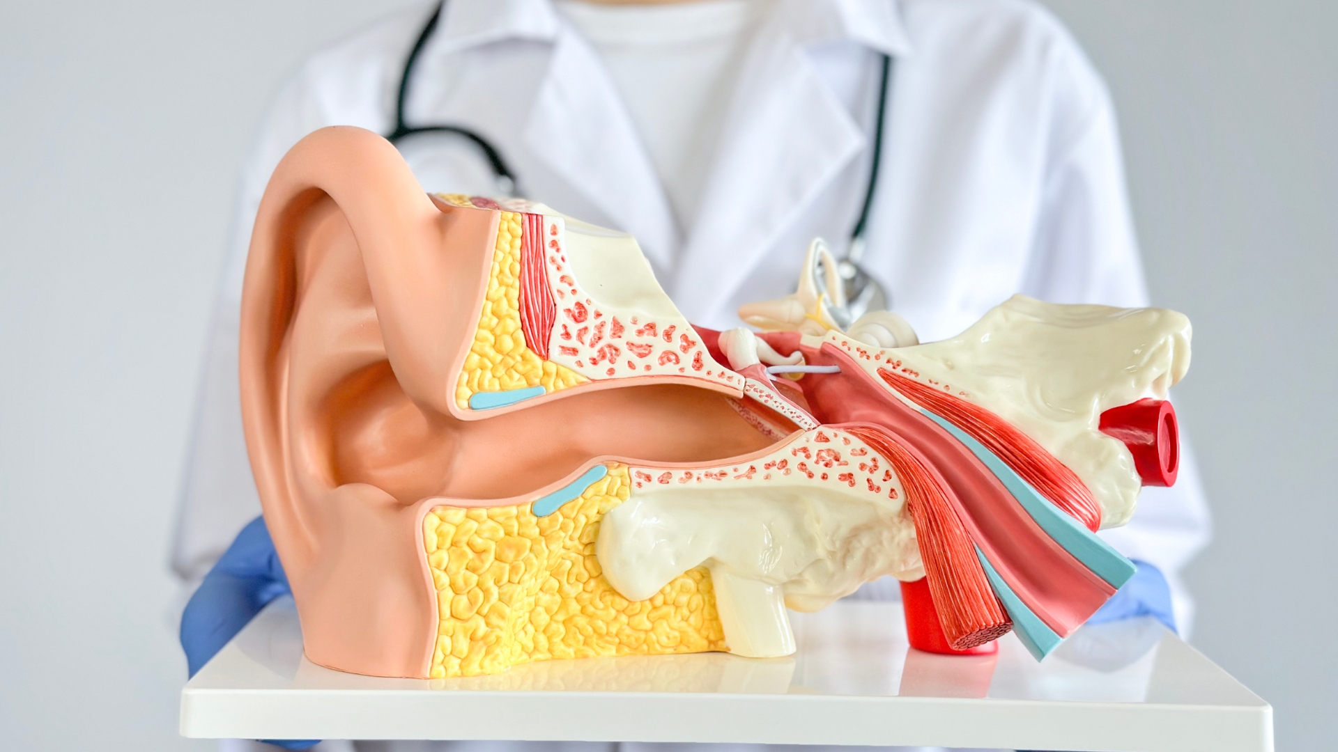 ENT (Ear, Nose & Throat)
